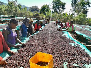 mujeres etiopes clasificando y removiendo cerezas de cafe en lecho o camas africanas