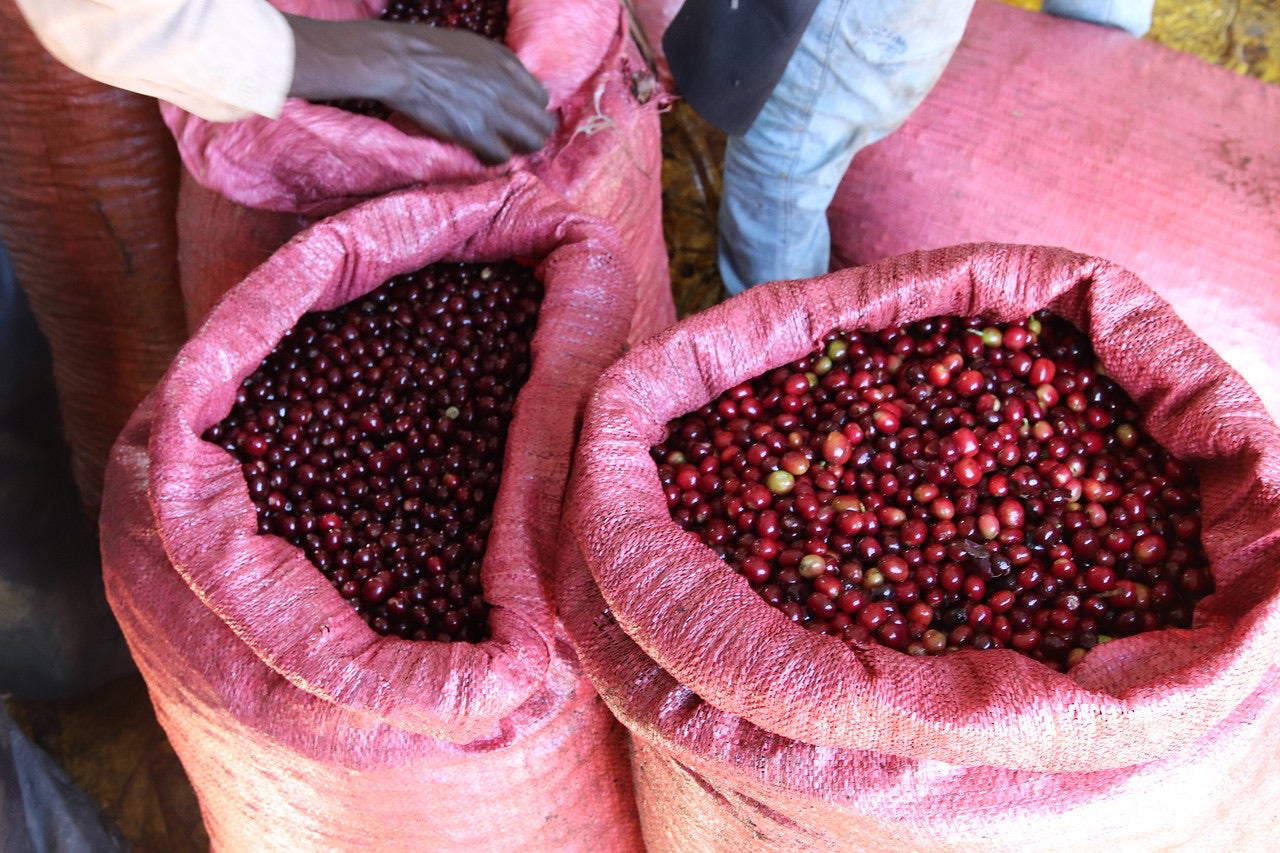 sacos de cerezas de cafe maduras listas para ser procesadas