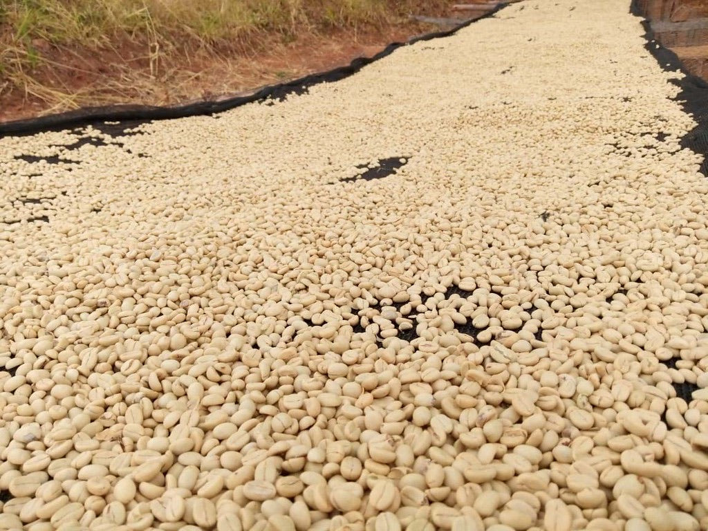 Granos de color casi blanco de café secados al sol. Éstos granos han sido previamente lavados para eliminar la pulpa de los mismos. 