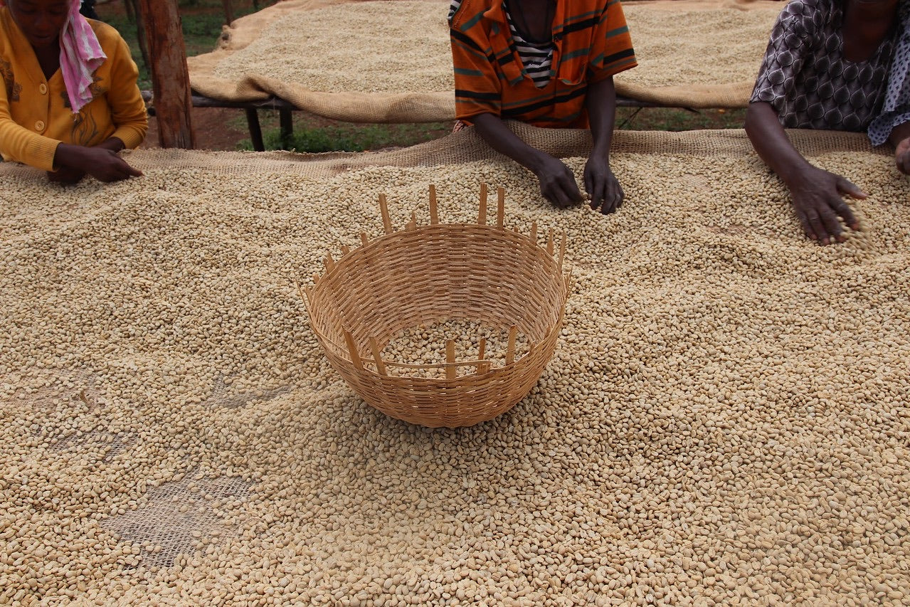 mujeres de etiopia quitando defectos de los granos de cafe en las camas africanas durante el secado