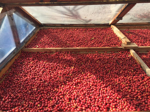 Secado de cerezas en camas africanas semisombreadas en el proceso natural. Parte de la formación para baristas de Kima Coffee en Málaga