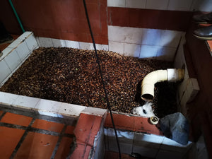 Pila donde se está fermentando café de Colombia de espacialidad de la finca el Encanto de la Región de Antioquía que posteriormente será tostado en Málaga por Kima Coffee