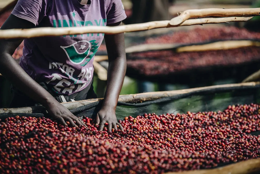 mujer etiope removiendo las cerecas de cafe  en camas africanas