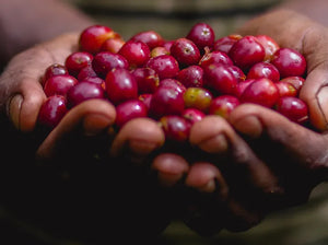 cerezas de cafe recogidas por agricultor etiope