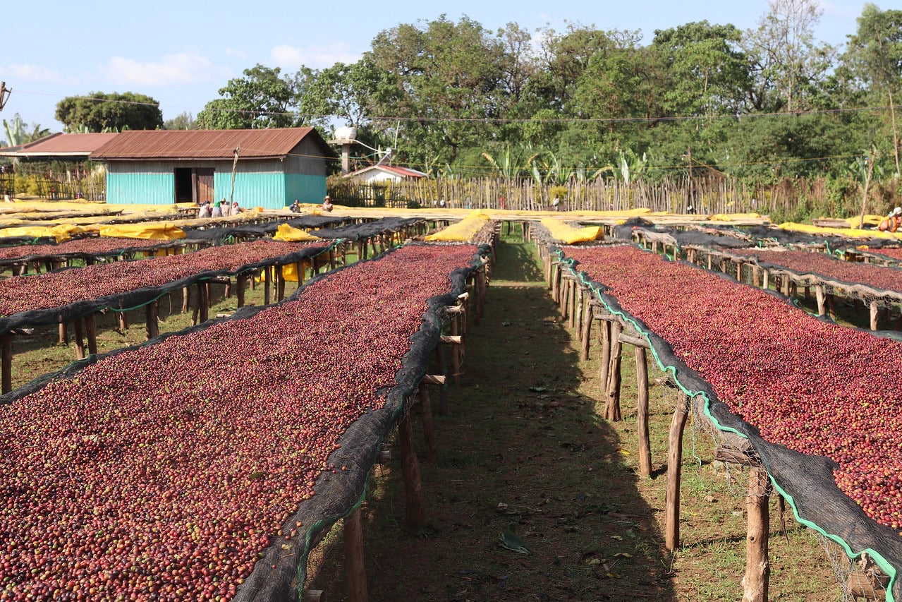 finca de cafe etiope en la region de yirgacheffe, camas africanas con cerezas de cafe secandose en proceso natural