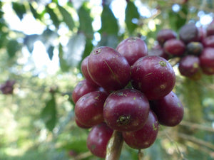 cerezas de cafe en etiopia