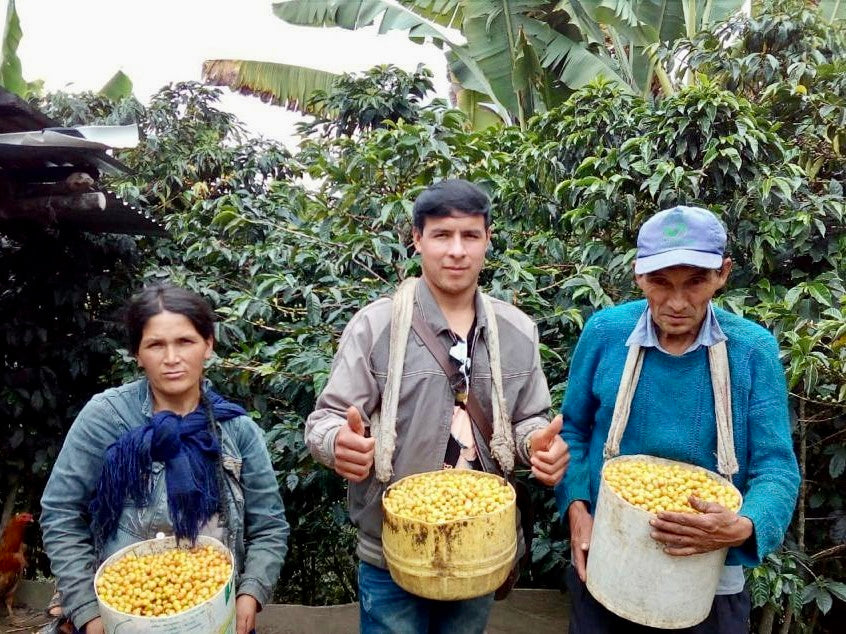 agricultores peruanos recogiwndo cerezas de cafe 