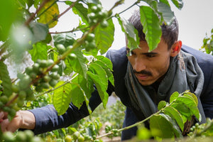 Recolección de café de Yemen por pequeños productores. Todo el proceso es supervisado por Qima Coffee. Tostado en España por Kima Coffee