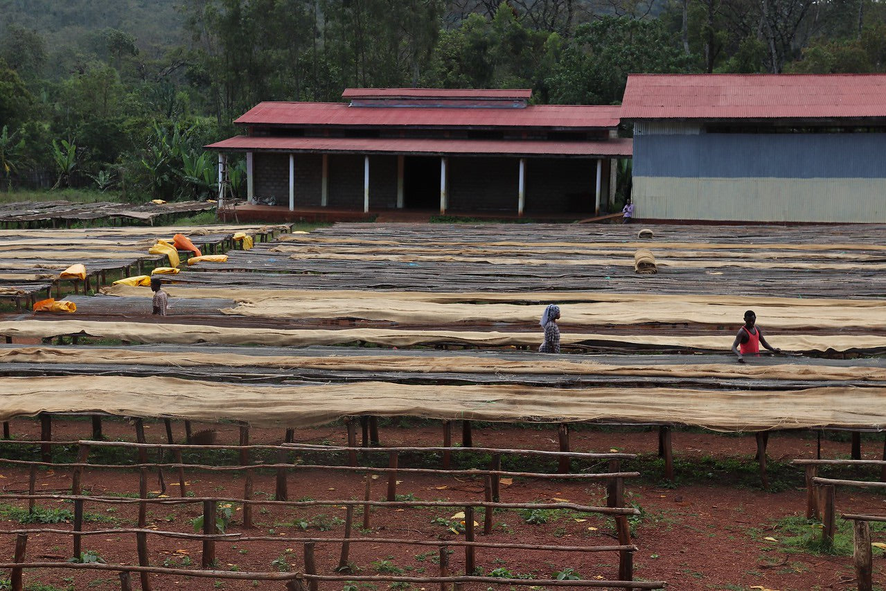 la estacion de lavado de worka woreda, agricultores etiopes preparando las camas africanas para la fase de secado de sus cafes