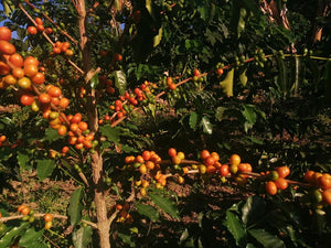 cerezas de cafe de la variedad orange bourbon