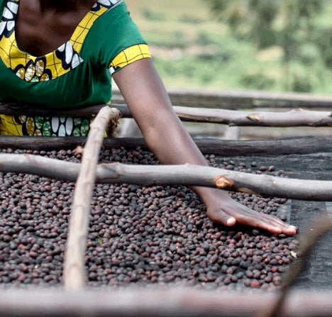 mujer etiope removiendo las cerezas de cafe en la gion de gedeo