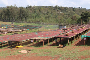 plantacion de cafe etiope con camas africanas para el secado natural de las cerezas de cafe