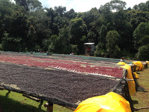 plantacion de secado de cerezas de cafe en camas africanas en etiopia 