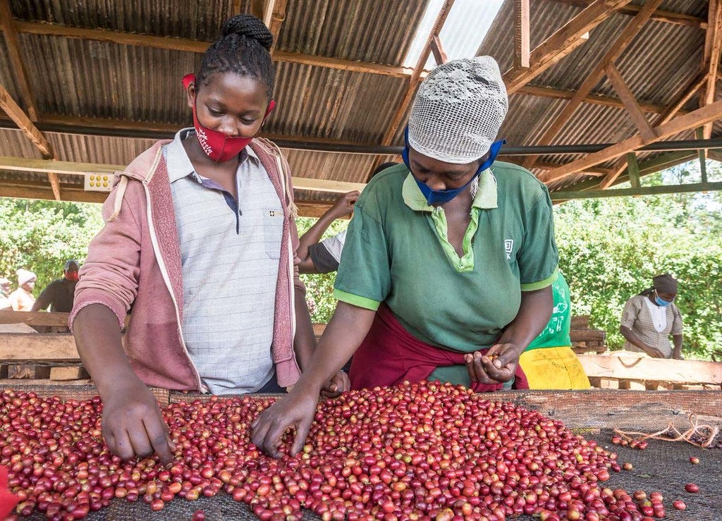 Mujeres keniatas seleccionando las cerezas de café, proceso en el que desecharán tanto las inmaduras como las picadas o sobremaduras. Esto hace que los lotes sean más homogéneos y de mayor calidad. Lo cual se reflejará en la taza que te tomes en casa 