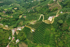 cultivo de cafe rn la region de caldas en colombia