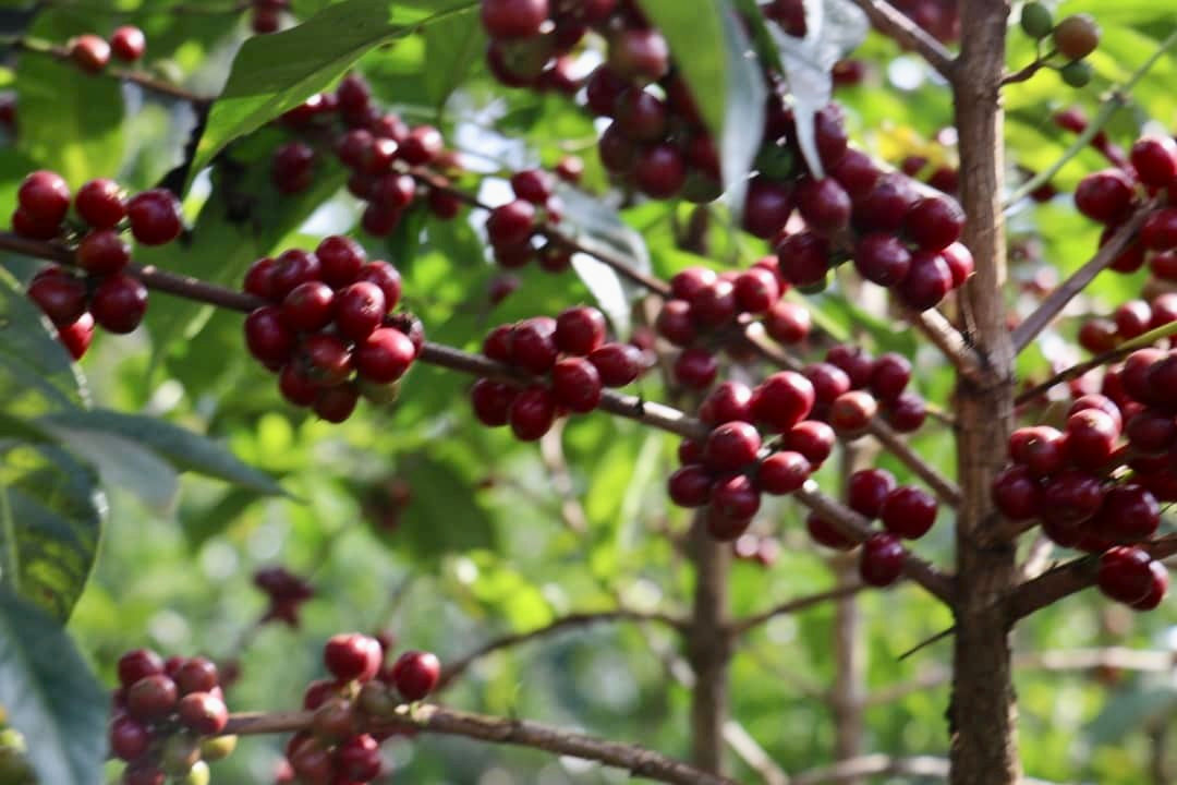 arbustos de cafe con cerezas rojas 