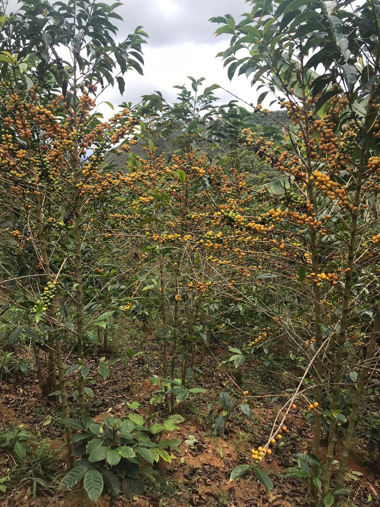 En primer término vemos arbustos de café con cerezas de café de color amarillento y al fondo un paisaje montañoso con mucho verde. 