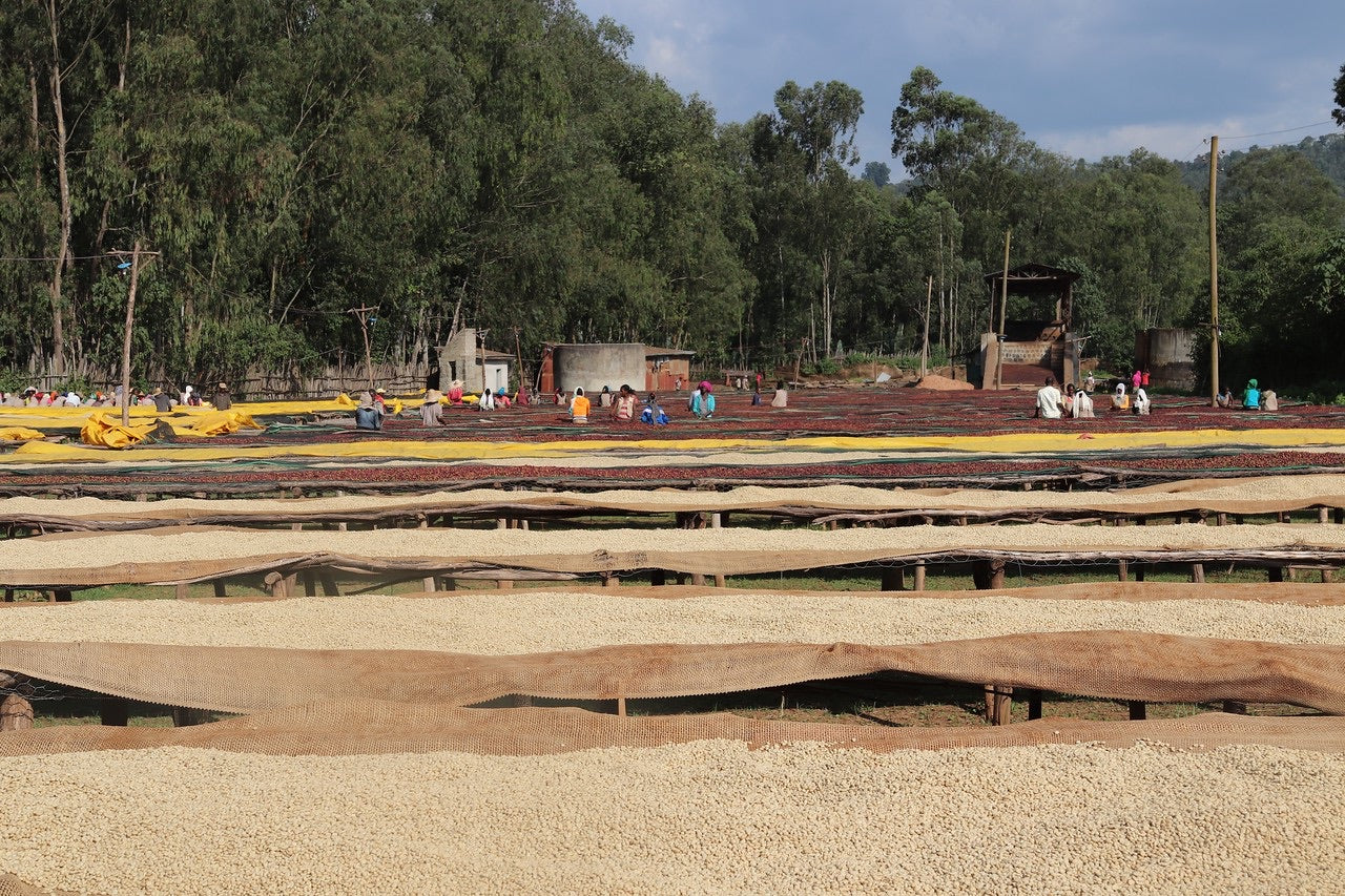 camas africanas donde se secan los granos de de proceso lavado y natural en etiopia en la region de yirgacheffe