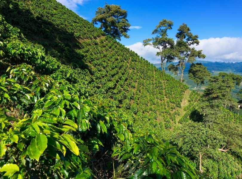 arbustos de cafe en region del cauca