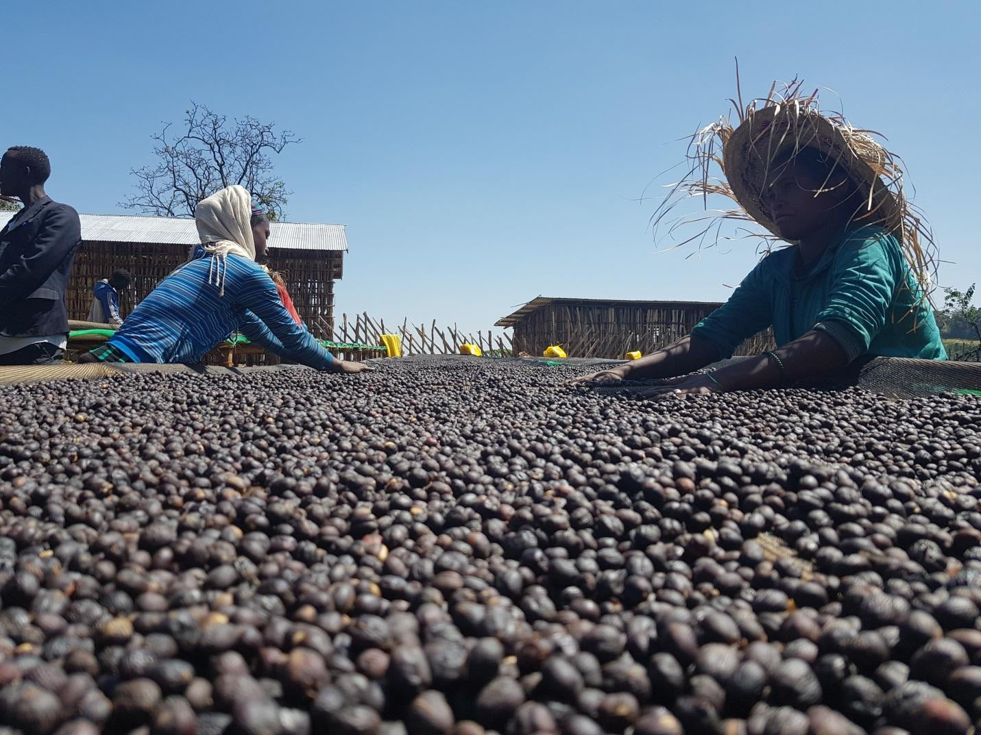 agricoltores etiopes removiendo las cerezas de cafe en camas africanas