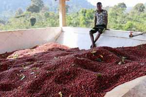 agricultor etiope con su cosecha de cerezas de cafe 