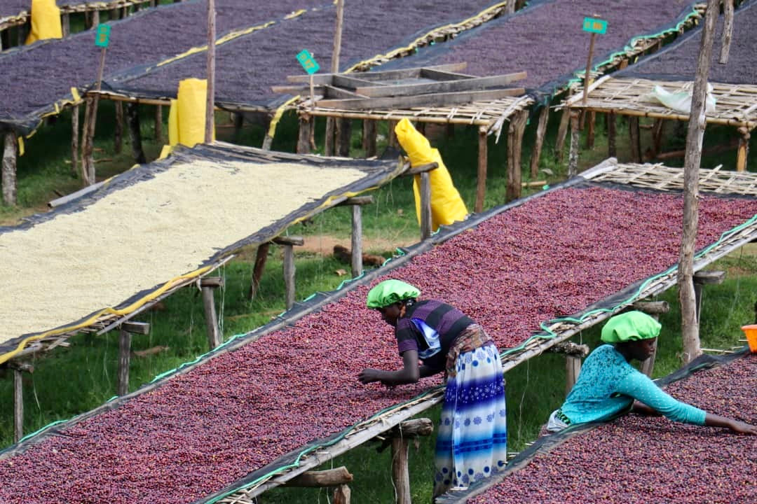 mujeres etiopes recogiendo y removiendo las cerezas de cafe 