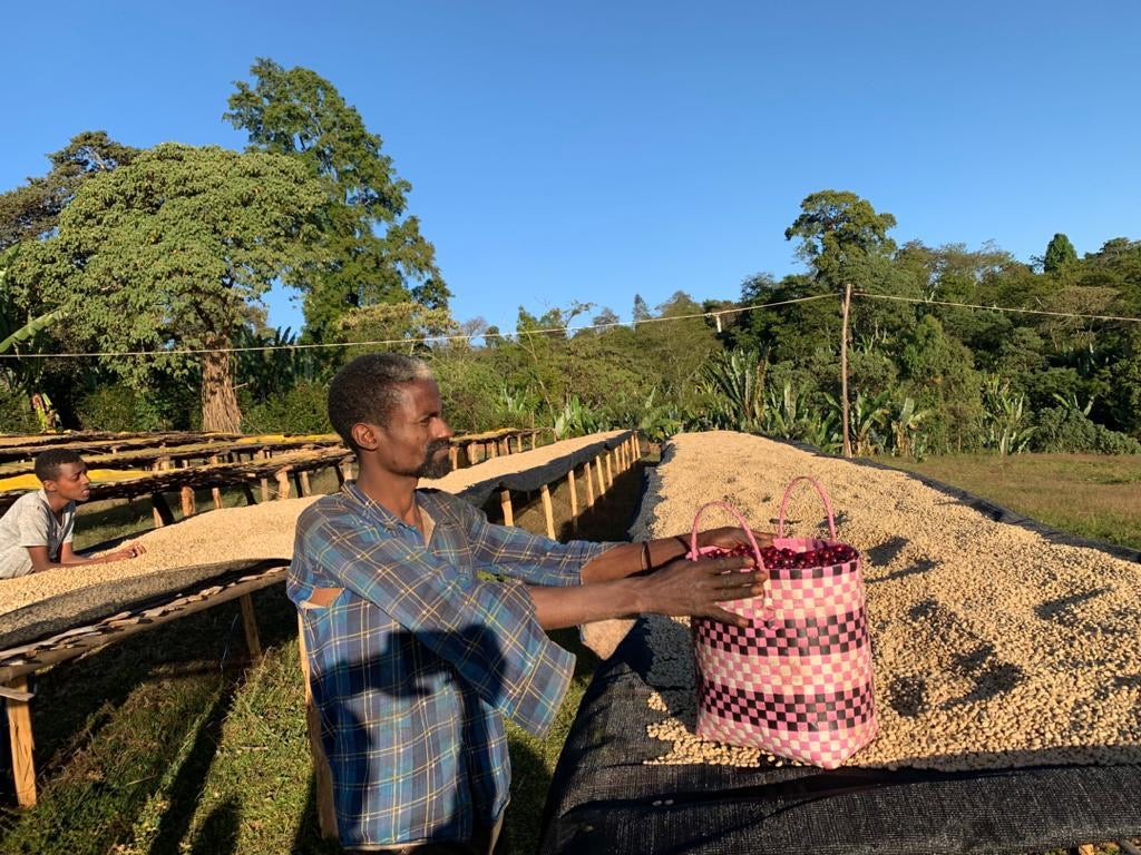 agricoltor etiope en la estacion de secado del cafe