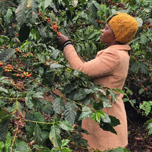 mujer keniata recogiendo cerezas de cafe