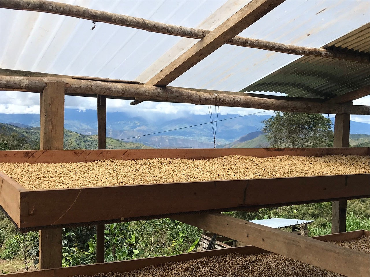 Construcción en madera cubierta para el secado de café de la finca el frutal en Perú. Al fondo se ve paisaje montañoso lleno de verde. Y en primer término café secándose en unas camas elevadas pero protegidas de la lluvia. Un lote de ese café natural se tostará en Málaga por Kima Coffee