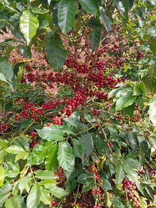 Arbusto de café con las cerezas maduras. Kima Coffee
