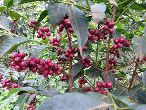 cerezas de cafe en su punto optimo de maduracion, listo para la recoleccion en etiopia 