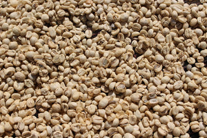 secado de pergamino de cafe de kenia 