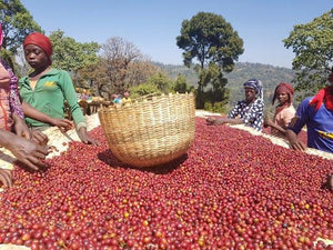 mujers etiopes haciendo un limpieza de las cerezas del cafe defectuosas