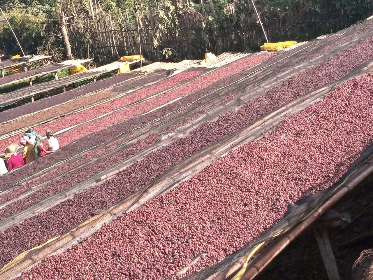 cerezas de cafe secandose en camas africanas de proceso natural en etiopia 